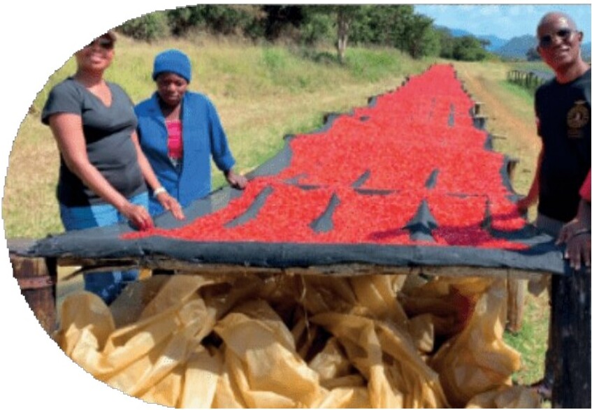 Solar drying