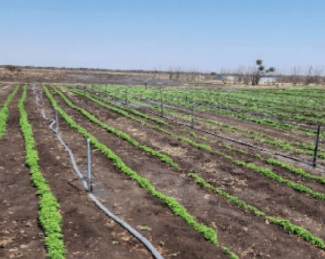 Rows of young chilli plants with drip lines