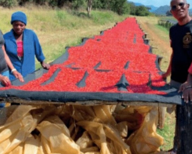 Team members beside chillies on drying beds